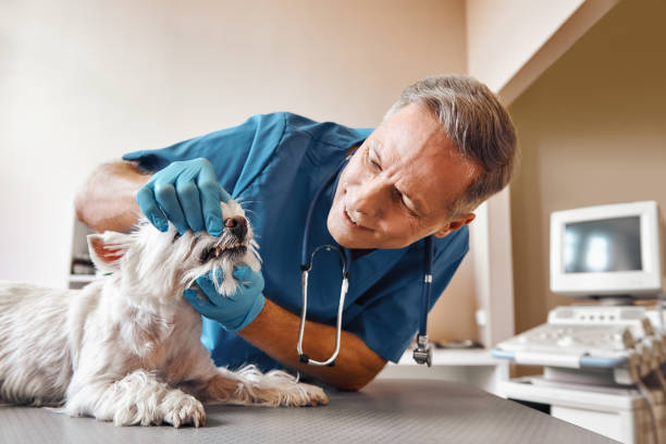 Best Weekend Emergency Dental Services in Mosheim, TN